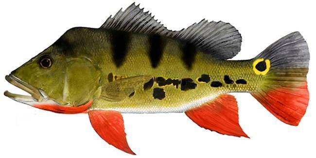 Лабидохромис еллоу - желтая рыбка цихлида: содержание, совместимость,  фото-видео обзор