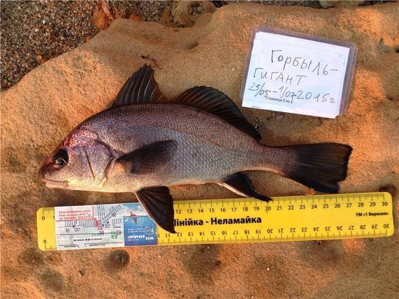 Каталог рыб: фото и описание