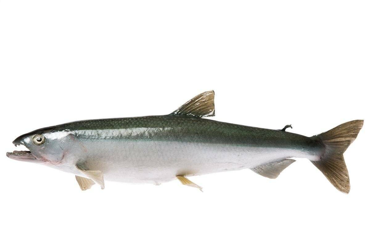 Рыба снеток: описание корюшки малоротки, на что ловить