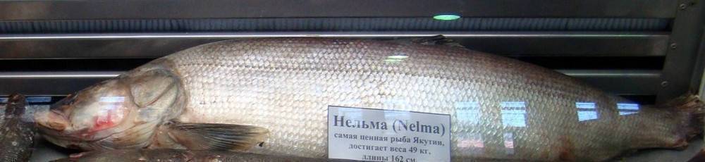Рыба нельма: подробное описание