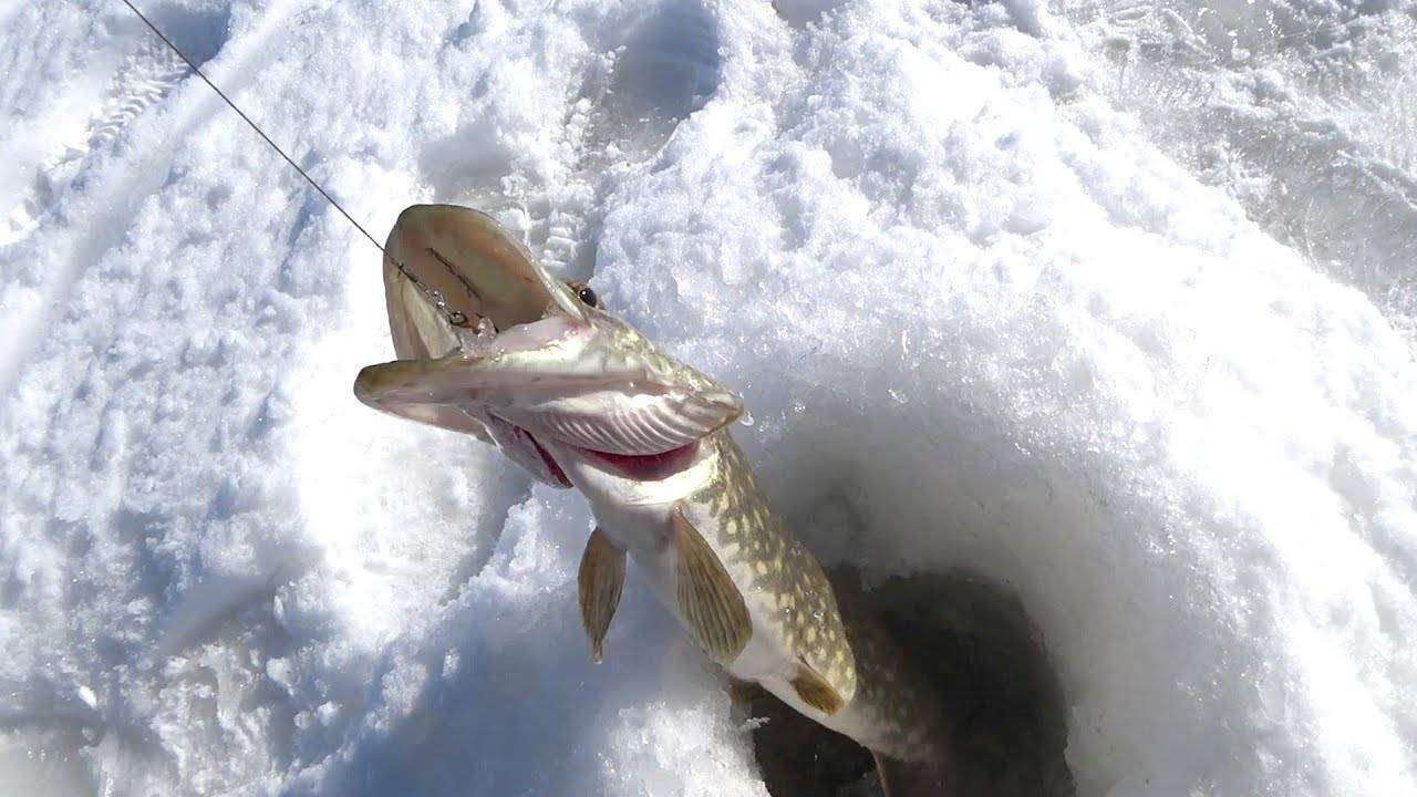 Ловля щуки зимой на жерлицы: рыбалка на живца