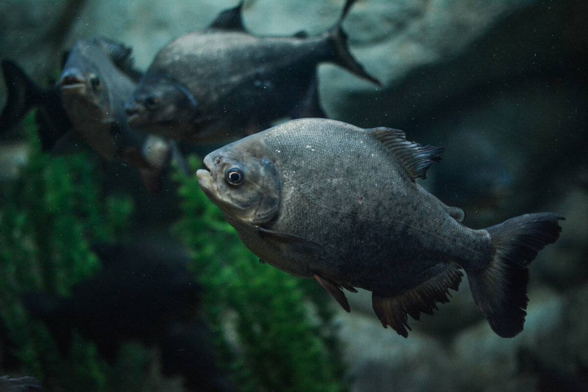 Какие виды рыб обитают в черном море — названия, фото и характеристика