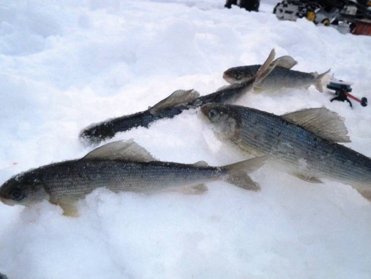Кемеровская рыбалка — рыбалка в кемеровской области
