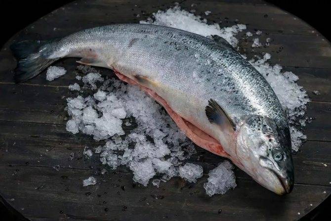 Рыба кижуч — полезные свойства и противопоказания