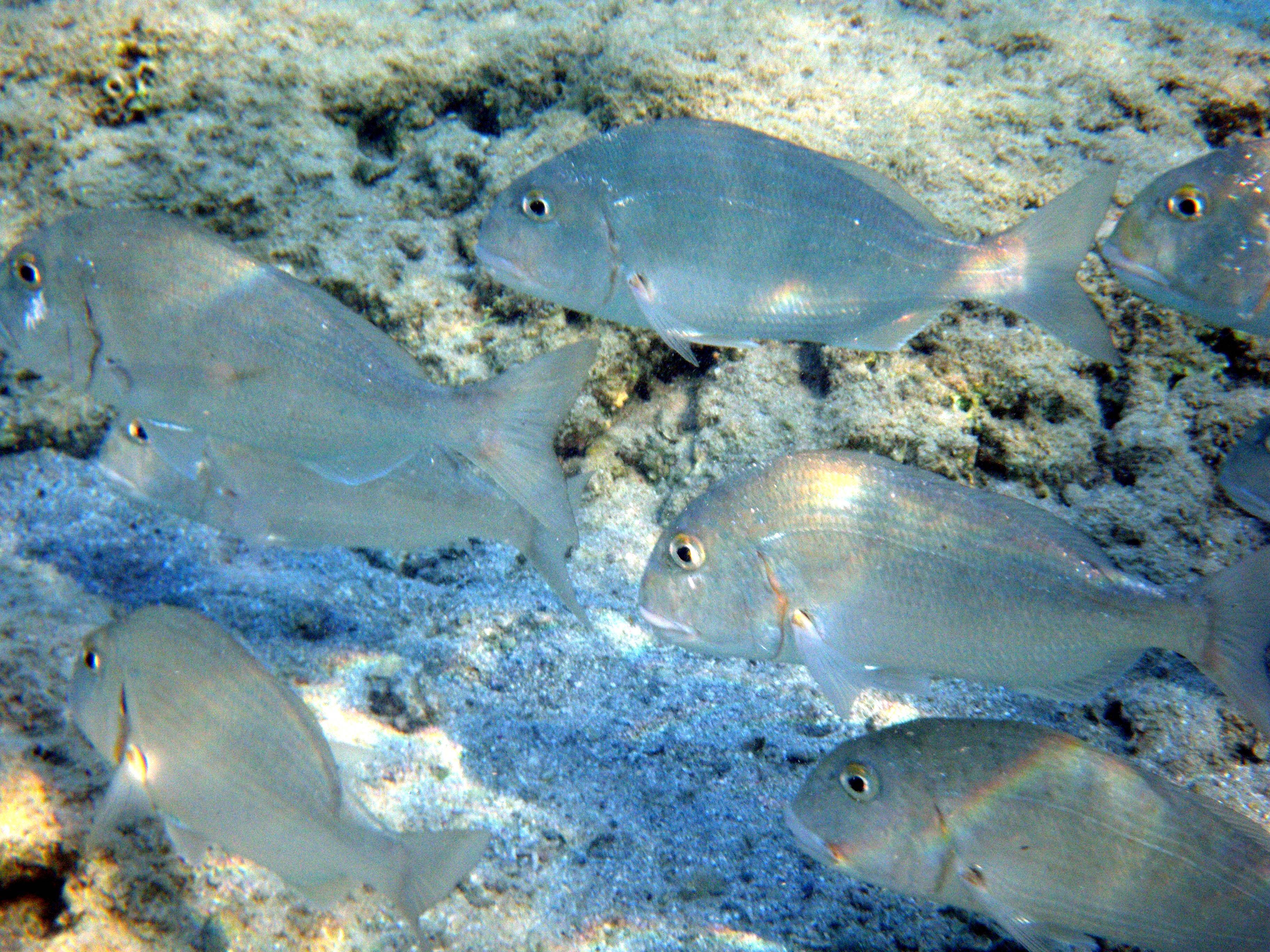 Рыба «Карась-многозуб морской» фото и описание