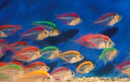 Аквариумная рыбка стеклянный окунь (19 фото): особенности содержания и ухода в аквариуме, совместимость прозрачного окуня с рыбами других пород