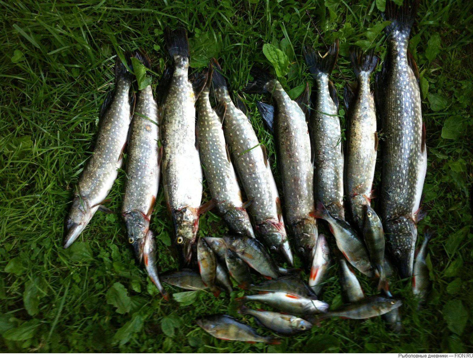 Особенности рыбалки на пестовском водохранилище