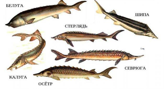 Осетровые виды рыб — семейство осетровых