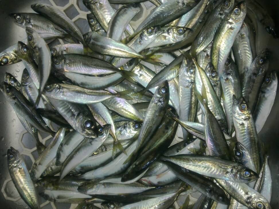 Рыбалка на черном море с берега: какую рыбу можно ловить на море