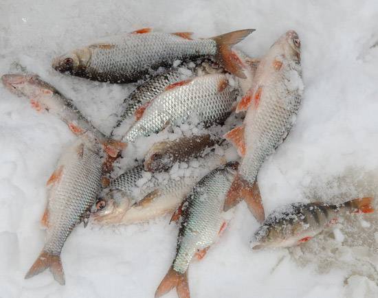 Тактика рыбалки на плотву по первому льду