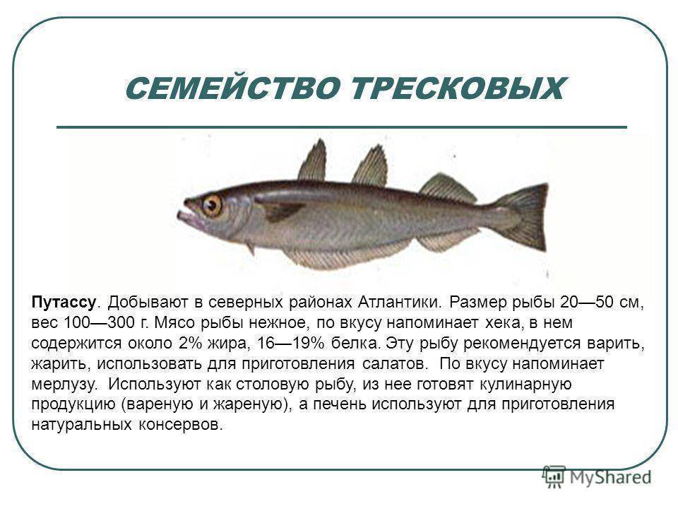 Рыба простипома: описание, среда обитания и вкус
