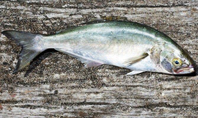 Рыба желтохвост: описание, рецепты приготовления, полезные свойства