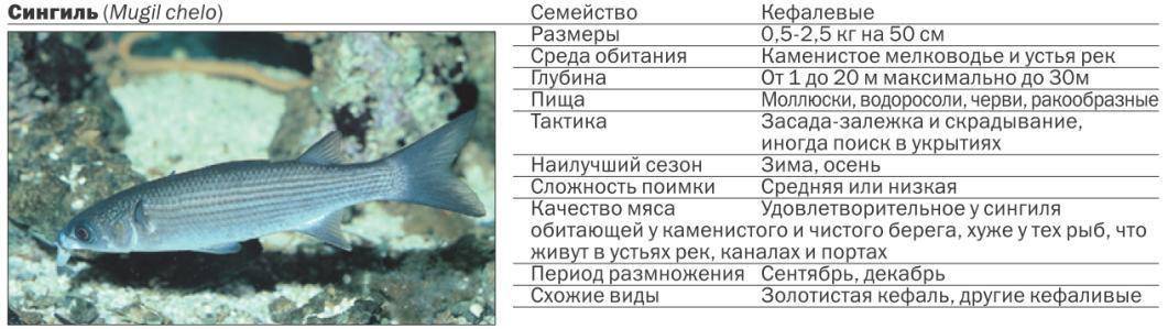 Рыба «Сингиль» фото и описание