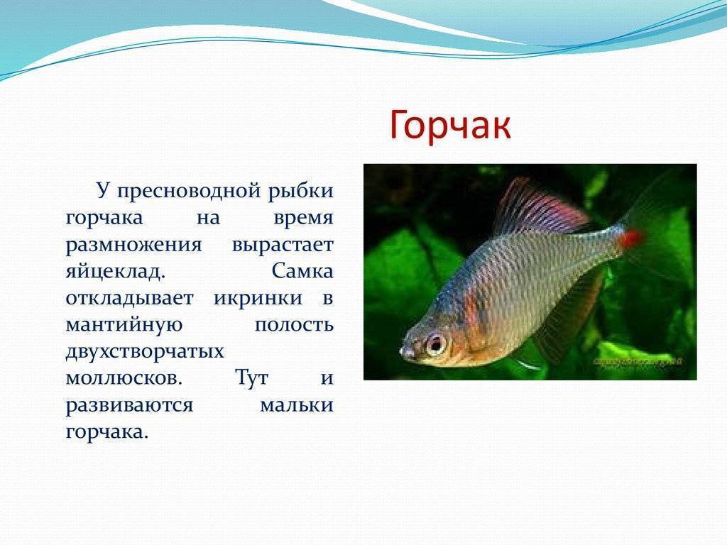 Рыба «Горчак» фото и описание