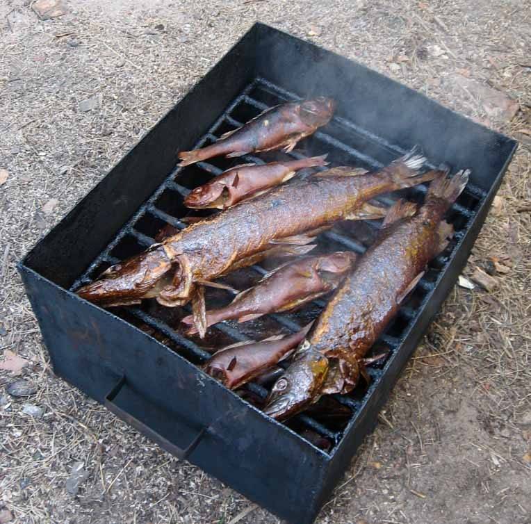 Выбираем: рыба для копчения в коптильне и какая лучше технология обработки | cherpachok.com