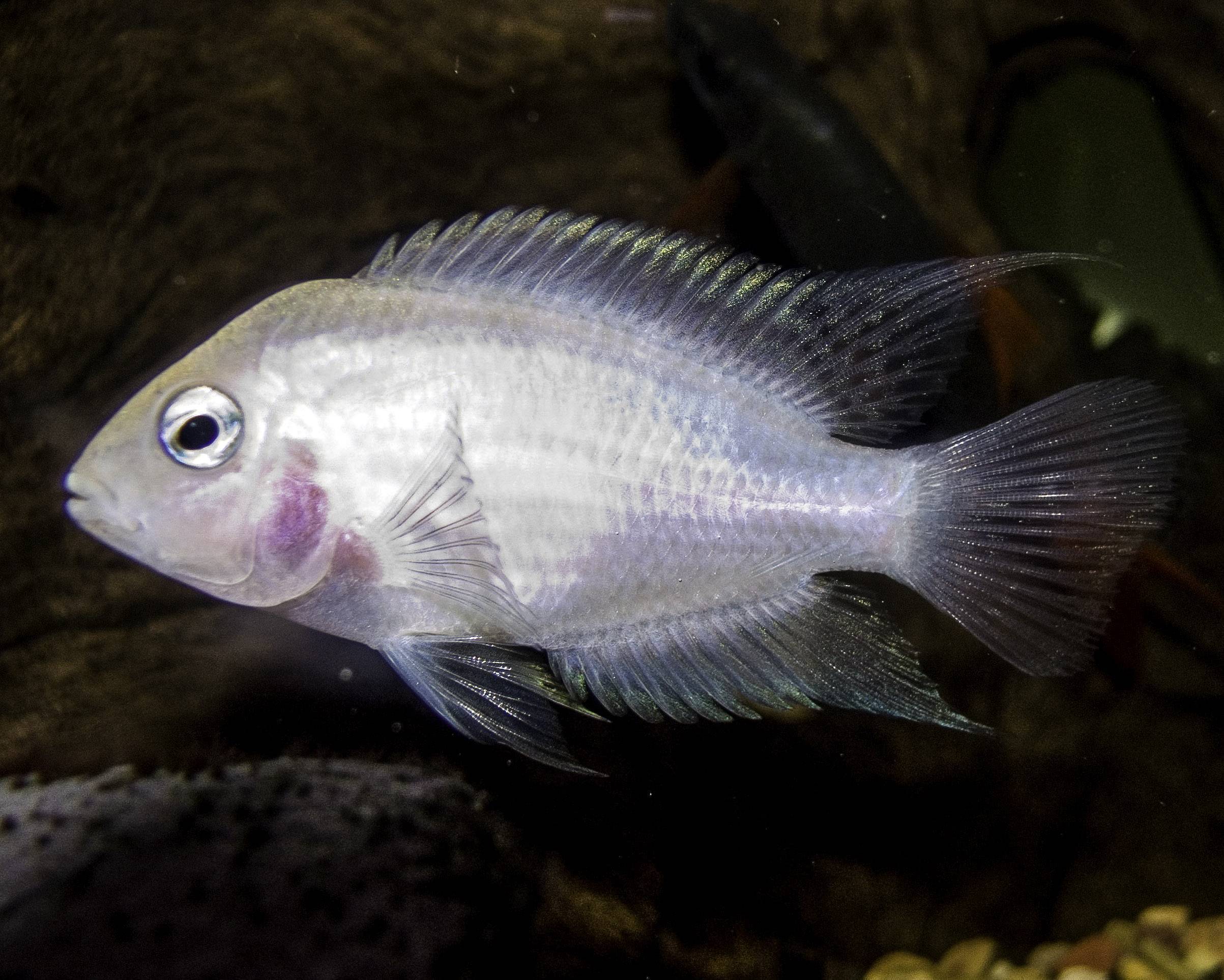 Рыба «Крэппи белый» фото и описание