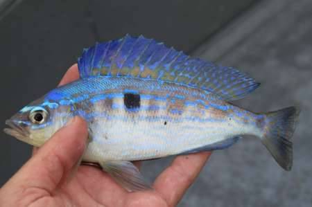 Микижа: фото, описание и места ловли рыбы микижи на камчатке
