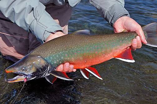 Марлин полосатый: описание, способы ловли и ареал обитания рыбы