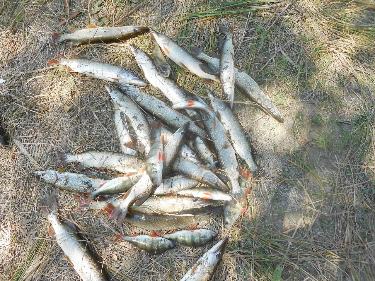 Рыбалка с ограничениями: что, где, когда и на что можно ловить в астраханской области | kaspyinfo.ru
