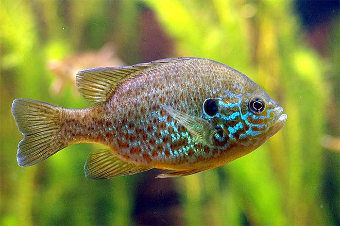 Рыба «Окунь солнечный красноухий» фото и описание